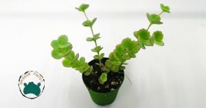Sedum Sieboldii Pembe Çiçek Açar Nadir Tür Sukulent (5,5cmlik saksıda)