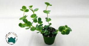Sedum Sieboldii Pembe Çiçek Açar Nadir Tür Sukulent (5,5cmlik saksıda)