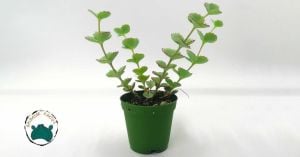 Sedum Sieboldii Pembe Çiçek Açar Nadir Tür Sukulent (5,5cmlik saksıda)