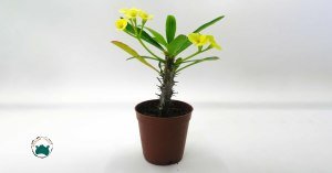 Euphorbia Milii Dikenler Tacı Sarı Çiçek Açar