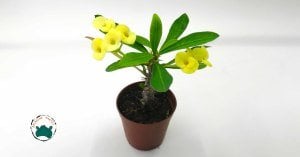 Euphorbia Milii Dikenler Tacı Sarı Çiçek Açar