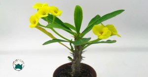 Euphorbia Milii Dikenler Tacı Sarı Çiçek Açar