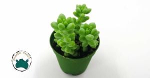 Sedum Burrito Oval Yapraklı Pembe Çiçek Açan Sarkaç Sukulent