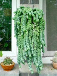Sedum Burrito Oval Yapraklı Pembe Çiçek Açan Sarkaç Sukulent