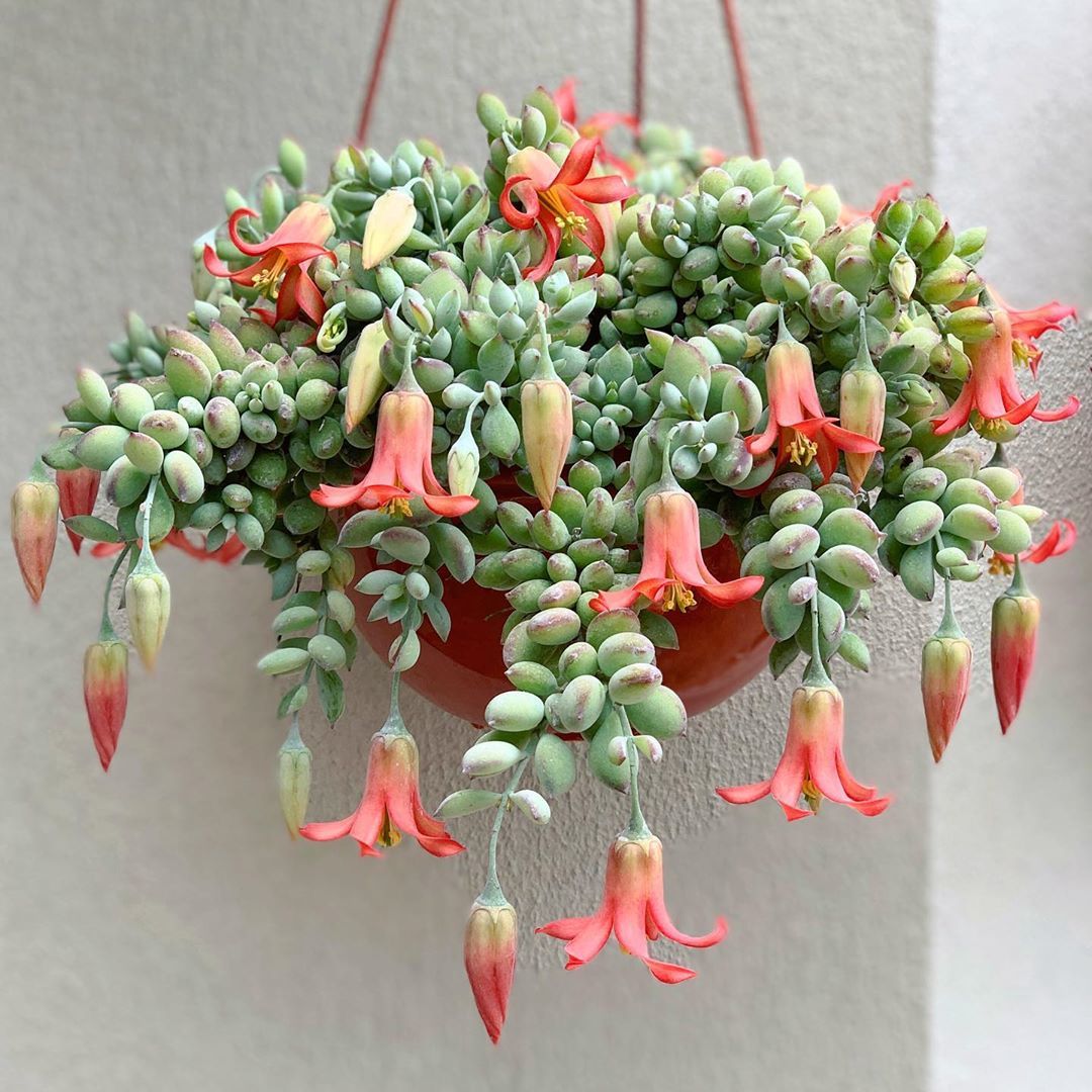 Cotyledon Pendens Turuncu Çan Çiçek Açan Sukulent