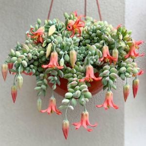 Cotyledon Pendens Turuncu Çan Çiçek Açan Sukulent