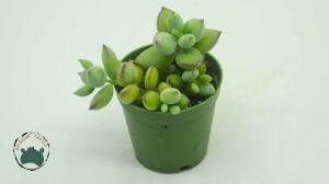 Cotyledon Pendens Turuncu Çan Çiçek Açan Sukulent