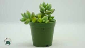 Cotyledon Pendens Turuncu Çan Çiçek Açan Sukulent