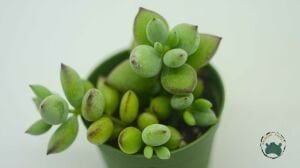 Cotyledon Pendens Turuncu Çan Çiçek Açan Sukulent