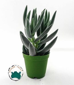 Crassula Mesembryanthemoides Hispida Tüylü Sukulent