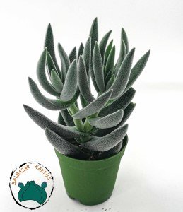 Crassula Mesembryanthemoides Hispida Tüylü Sukulent