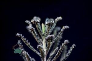 Kalanchoe Daigremontiana Mavi Aşkın Gözyaşları Sukulent
