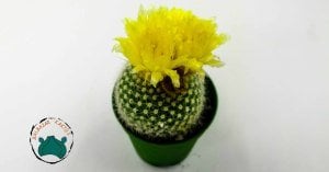 Notocactus Schumannianus Kaktüs Sarı Çiçek Açar