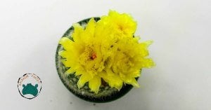 Notocactus Schumannianus Kaktüs Sarı Çiçek Açar