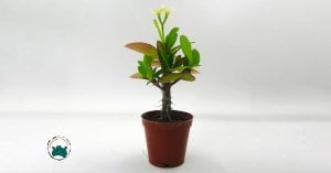 Euphorbia Milii Dikenler Tacı Beyaz Çiçek Açar