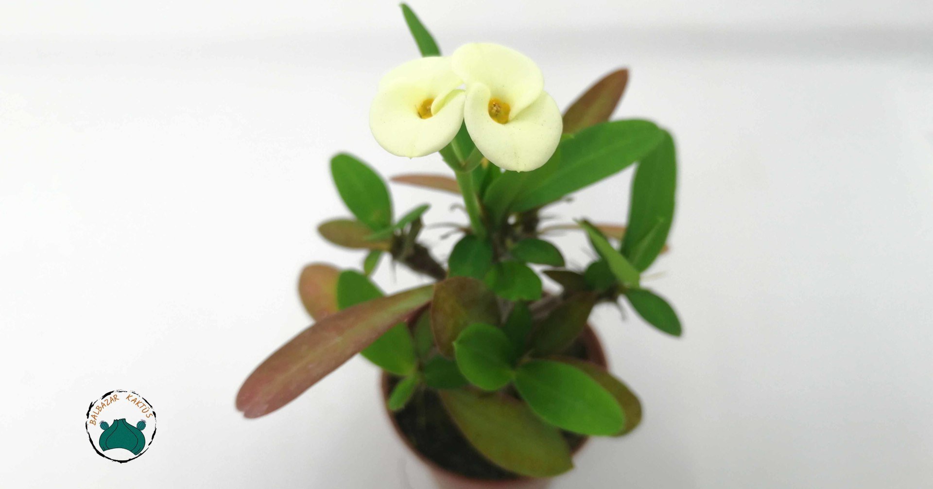 Euphorbia Milii Dikenler Tacı Beyaz Çiçek Açar