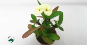 Euphorbia Milii Dikenler Tacı Beyaz Çiçek Açar