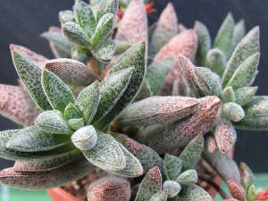 Crassula Justus Corderoy Nadir Tür Sukulent