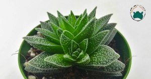 Crassula Justus Corderoy Nadir Tür Sukulent