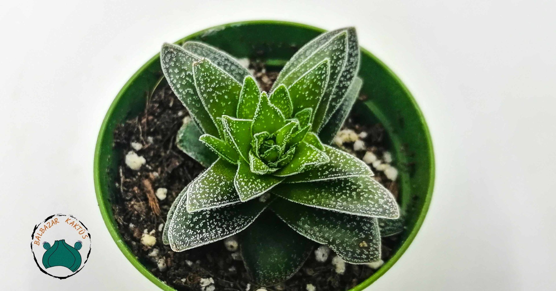 Crassula Justus Corderoy Nadir Tür Sukulent