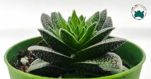 Crassula Justus Corderoy Nadir Tür Sukulent