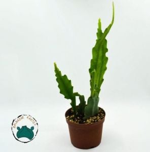 Atlas Çiçeği Epiphyllum Selenicereus Anthonyanus Orkide Kaktüsü 8,5CM Saksıda