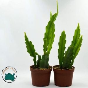 Atlas Çiçeği Epiphyllum Selenicereus Anthonyanus Orkide Kaktüsü 8,5CM Saksıda