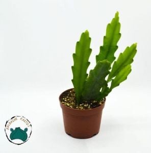 Atlas Çiçeği Epiphyllum Selenicereus Anthonyanus Orkide Kaktüsü 8,5CM Saksıda
