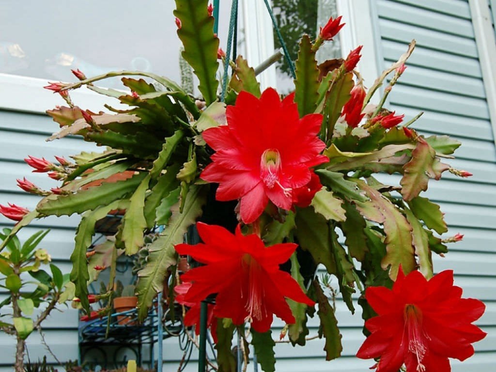 Atlas Çiçeği Epiphyllum Selenicereus Anthonyanus Orkide Kaktüsü 8,5CM Saksıda