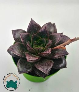 Echeveria Purpusorum Rose Sukulent 8,5CM Saksıda