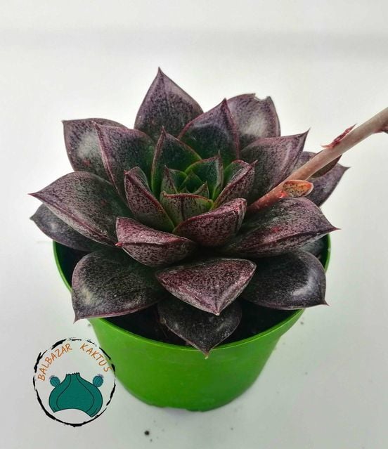 Echeveria Purpusorum Rose Sukulent 8,5CM Saksıda