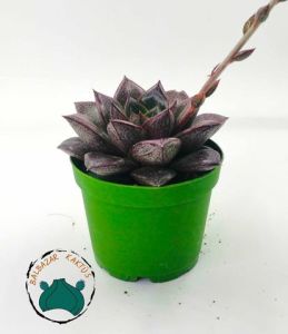 Echeveria Purpusorum Rose Sukulent 8,5CM Saksıda
