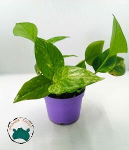 Pothos Sarmaşığı - Salon Sarmaşığı  10.5'CMlik Saksıda!