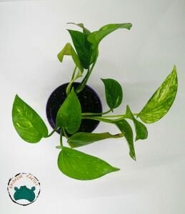 Pothos Sarmaşığı - Salon Sarmaşığı  10.5'CMlik Saksıda!