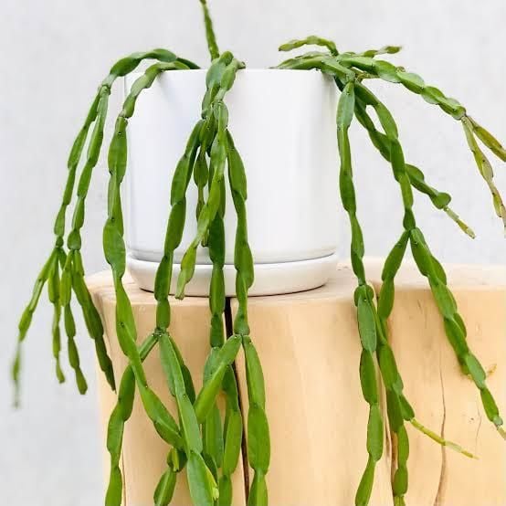 Rhipsalis Paradoxa Sukulent - Zincir Kaktüs