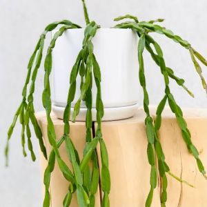 Rhipsalis Paradoxa Sukulent - Zincir Kaktüs