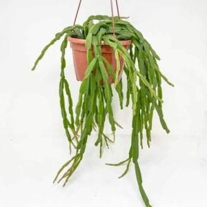 Rhipsalis Paradoxa Sukulent - Zincir Kaktüs