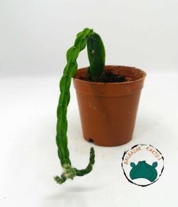 Rhipsalis Paradoxa Sukulent - Zincir Kaktüs