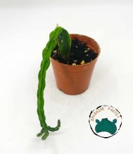 Rhipsalis Paradoxa Sukulent - Zincir Kaktüs