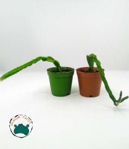 Rhipsalis Paradoxa Sukulent - Zincir Kaktüs