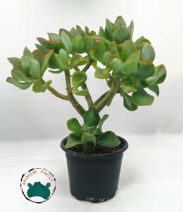 Crassula Arborescens Undulatifolia Sukulent Kıvırcık Yeşim Ağacı Bonsai Formunda 8.5CM'lik Saksıda