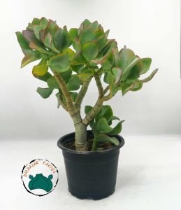 Crassula Arborescens Undulatifolia Sukulent Kıvırcık Yeşim Ağacı Bonsai Formunda 8.5CM'lik Saksıda