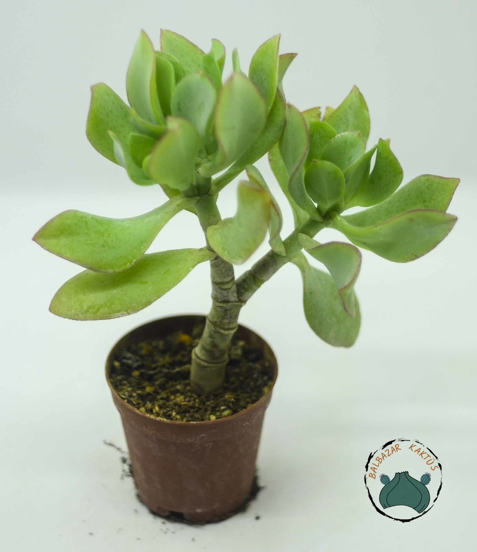 Crassula Arborescens Undulatifolia Sukulent Kıvırcık Yeşim Ağacı 5.5 CM'lik Saksıda
