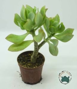 Crassula Arborescens Undulatifolia Sukulent Kıvırcık Yeşim Ağacı 5.5 CM'lik Saksıda