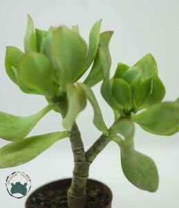 Crassula Arborescens Undulatifolia Sukulent Kıvırcık Yeşim Ağacı 5.5 CM'lik Saksıda
