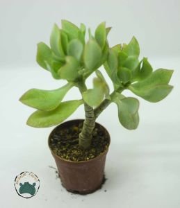 Crassula Arborescens Undulatifolia Sukulent Kıvırcık Yeşim Ağacı 5.5 CM'lik Saksıda