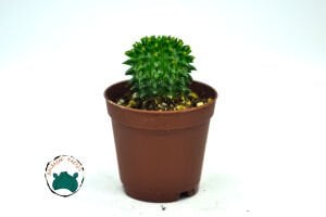 Euphorbia Suzannae Sukulent Bol Yavru Veren Sukulent