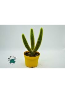 Hildewintera Aureispina Altın Maymun Kuyruğu Kaktüsü 8.5CM Saksıda