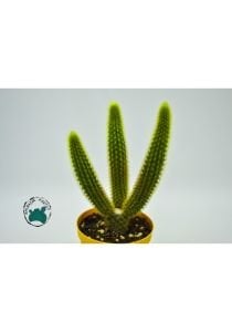 Hildewintera Aureispina Altın Maymun Kuyruğu Kaktüsü 8.5CM Saksıda