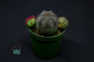 Euphorbia Obesa Kaktüs Koleksiyonluk Nadir Tür Kaktüs